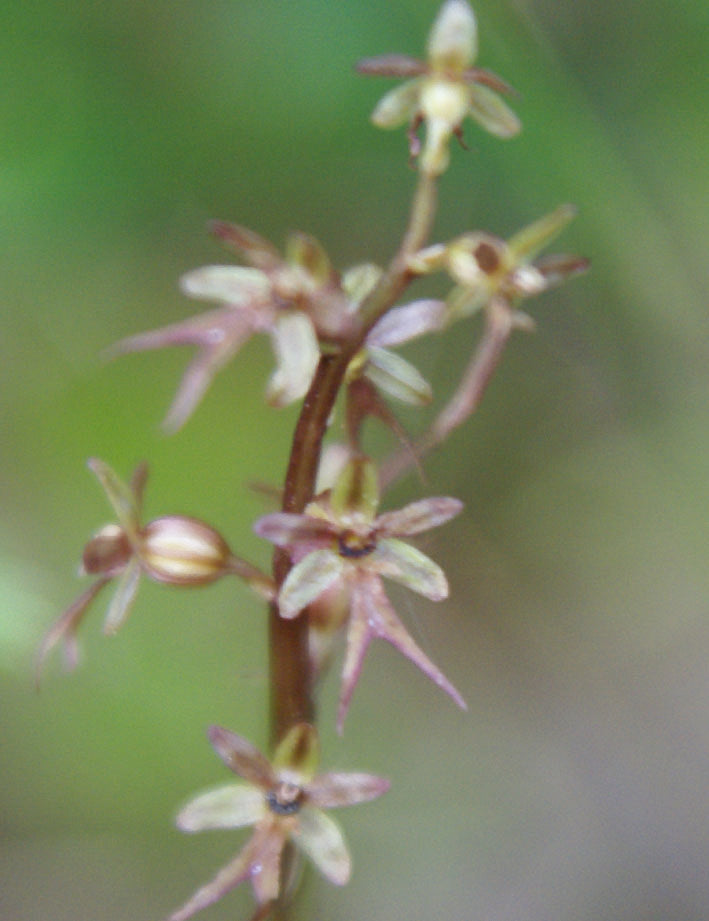 Spindelblomster 10ml
