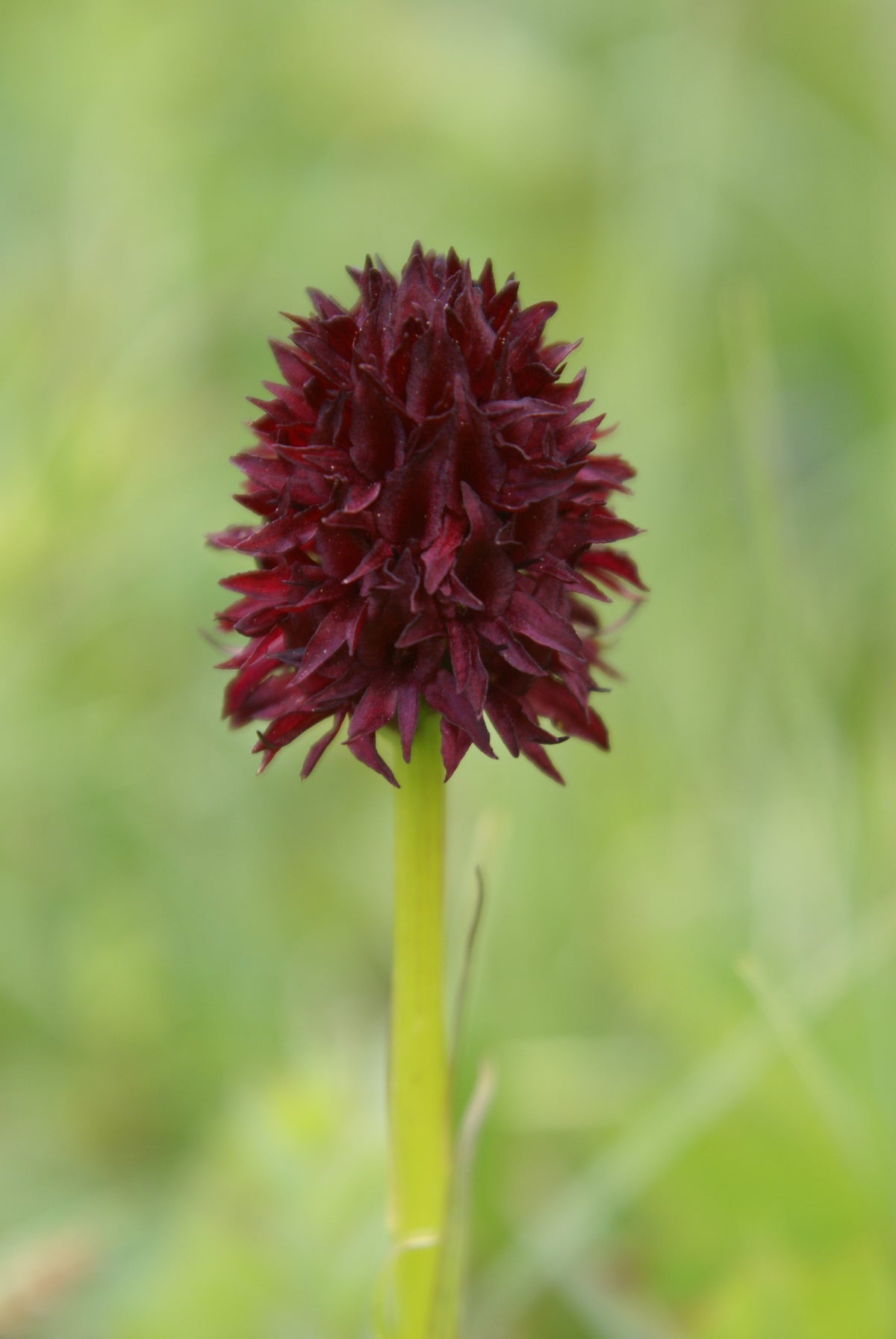 Brunkulla 10ml