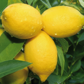 Citron Eko 10ml