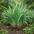 Citronella Grand Cru Eko 10ml