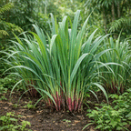 Citronella Grand Cru Eko 10ml