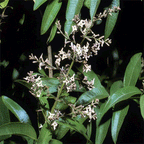 Citronverbena Eko 1ml