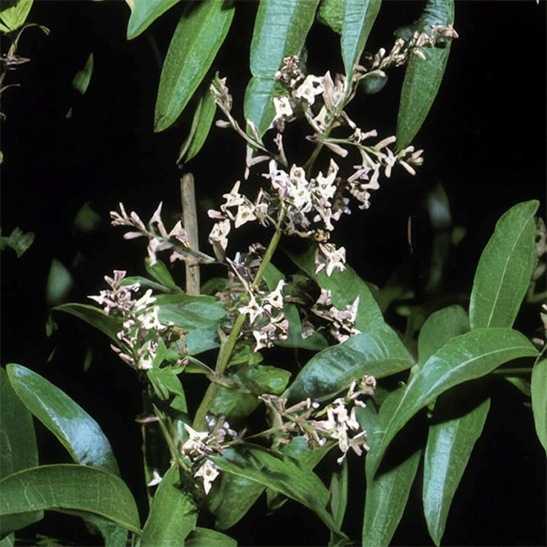 Citronverbena Eko 1ml