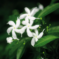 Jasmin Sambac 5% absolu 5ml