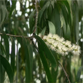 Kajeput 10ml