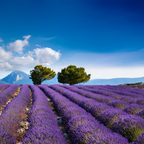 Lavendel fine Eko 10ml