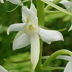 Nattviol 10ml 2