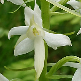 Nattviol 10ml 2
