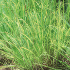 Vetiver Bourbon Eko 5ml