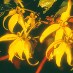 Ylang-Ylang complet Grand Cru Eko 5ml